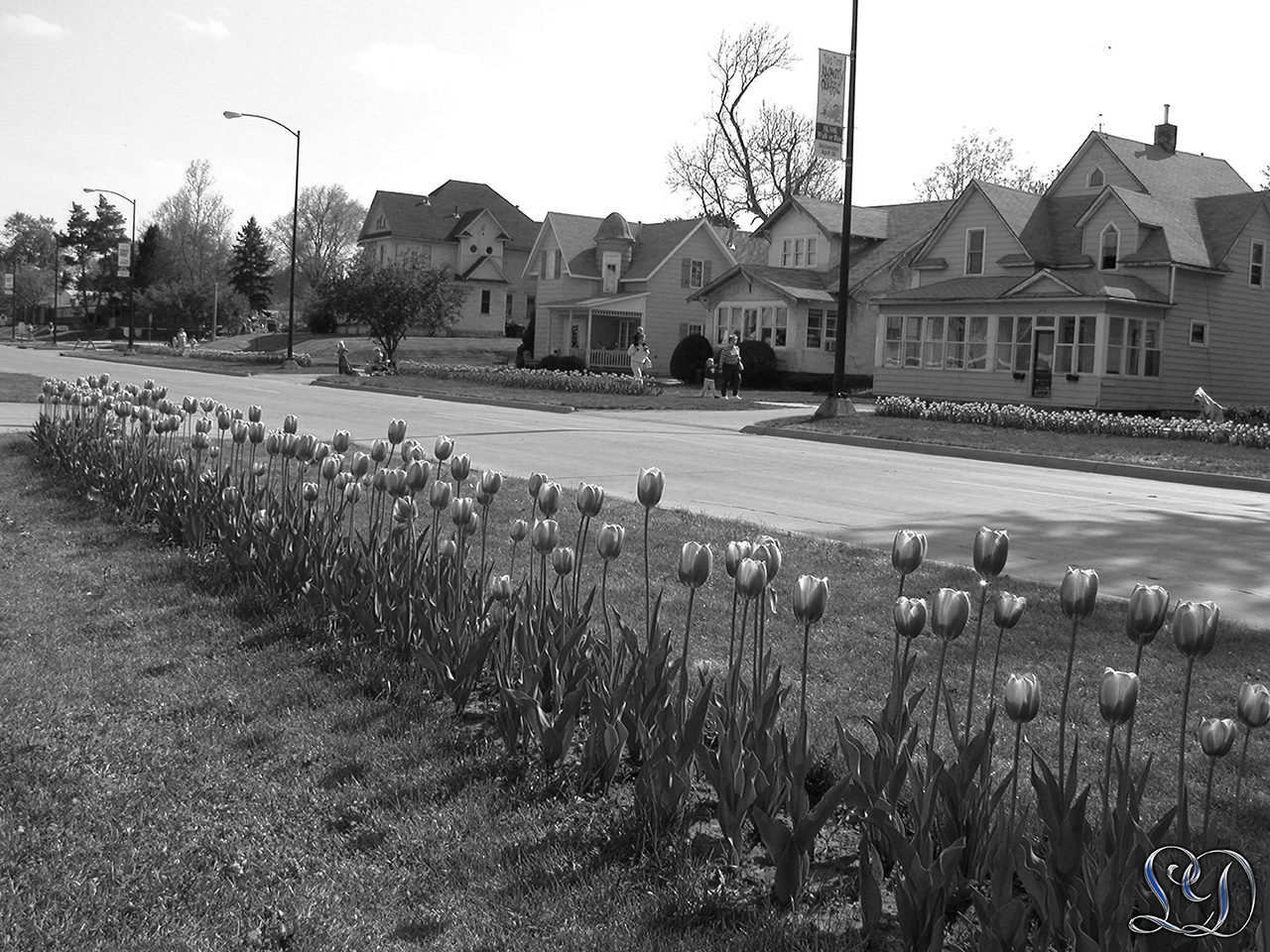 Tulipan festival Pella Iowa sort & hvid