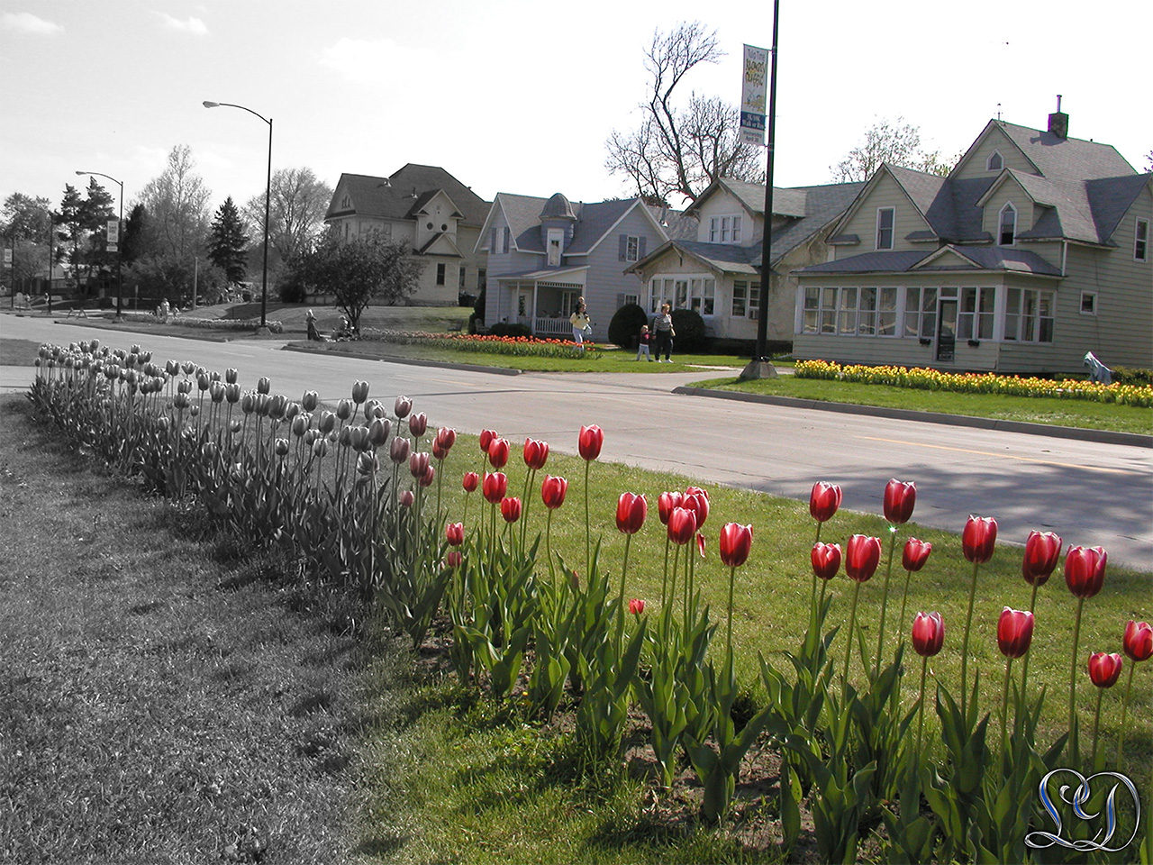 Tulipan festival Pella Iowa Gradient elegant fra sorthvid til farve